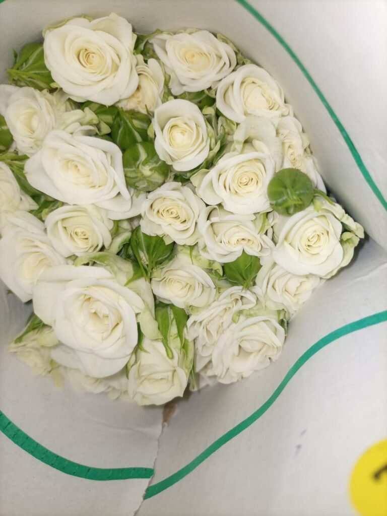 quintex blooms, roses flowers