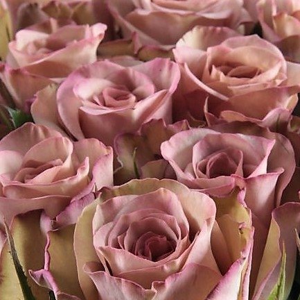 quintex blooms, roses flowers