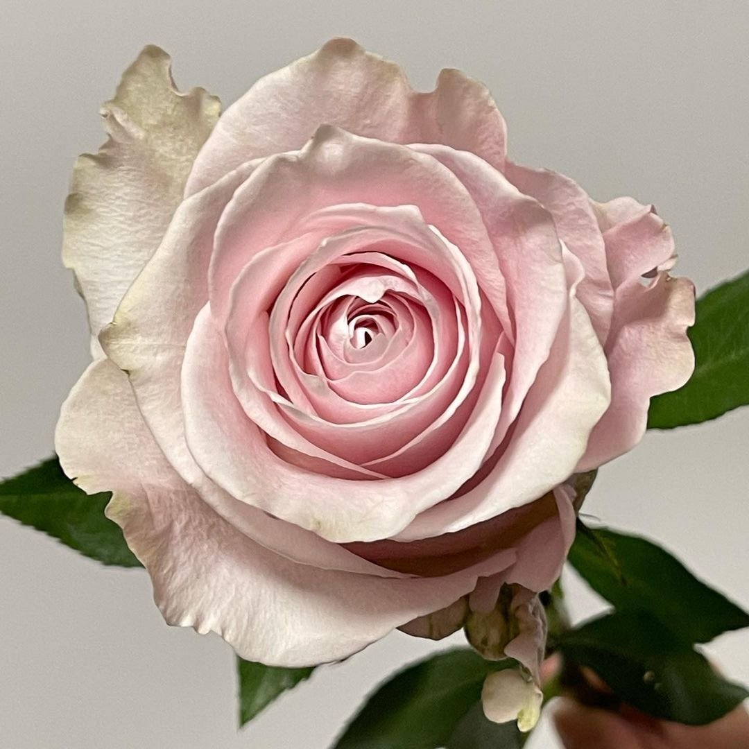 QUINTEX BLOOMS, ROSES FLOWERS