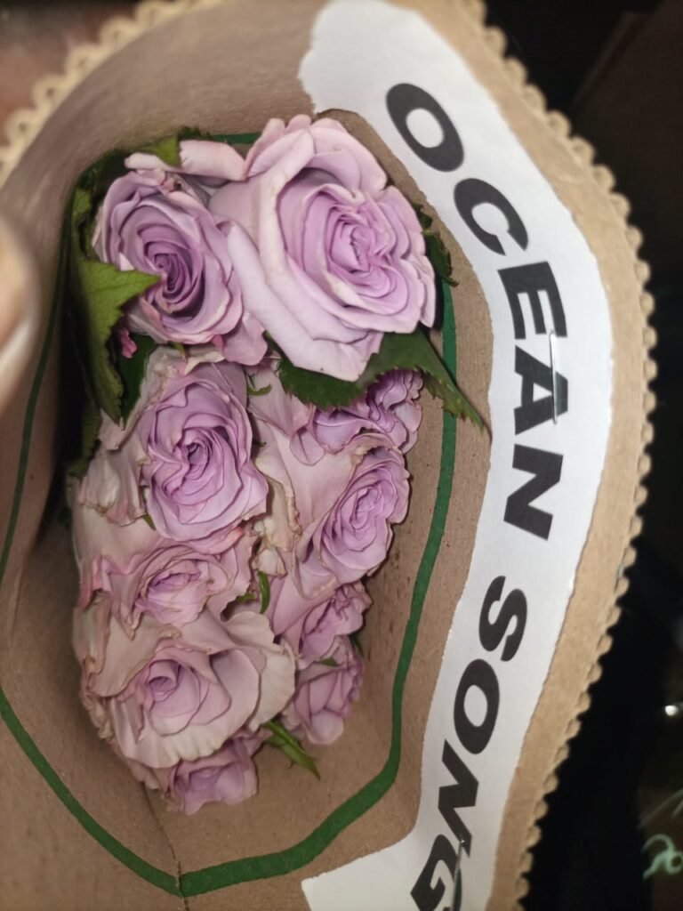OCEAN SONG ROSE, QUINTEX BLOOMS