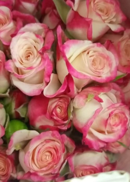 quintex blooms roses