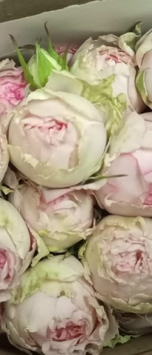 quintex blooms, roses flowers