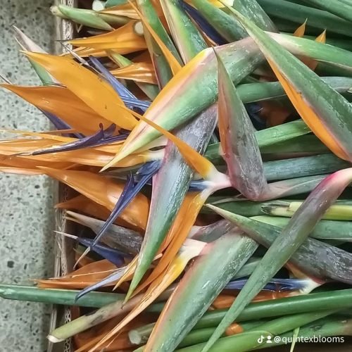 QUINTEX BLOOMS
