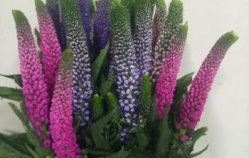 Veronica, quintex blooms flowers.
