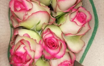 quintex blooms,Jumilia