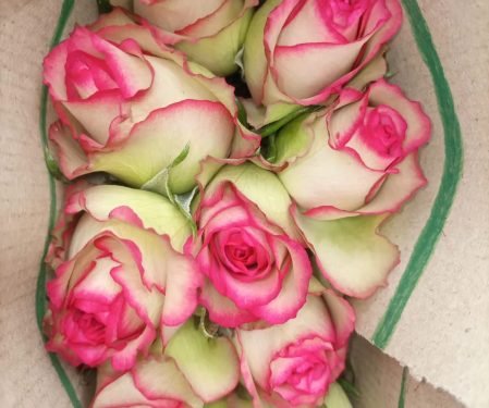 quintex blooms,Jumilia roses quintex blooms,Jumilia