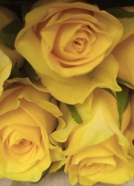 quintex blooms, fresh roses quintex blooms, fresh roses