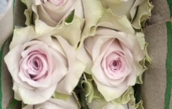 quintex blooms Maritime