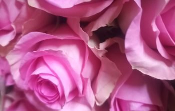 quintex blooms flowers.Revival