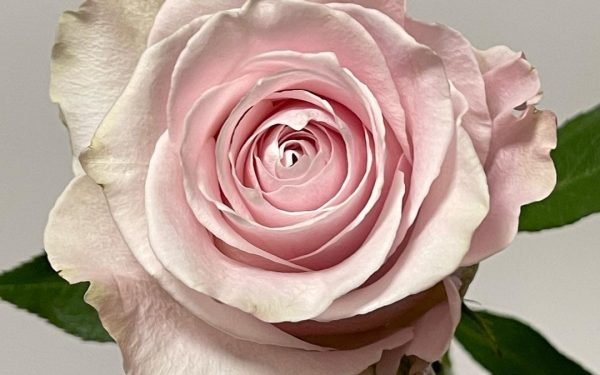 QUINTEX BLOOMS, ROSES FLOWERS QUINTEX BLOOMS, ROSES FLOWERS