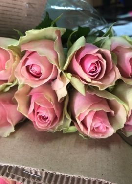 QUINTEX BLOOM, FRESH ROSES QUINTEX BLOOM, FRESH ROSES