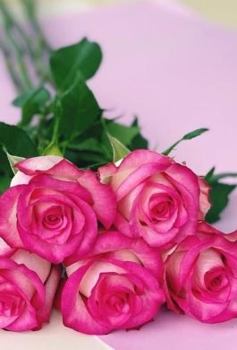 quintex blooms, fresh roses quintex blooms, fresh roses