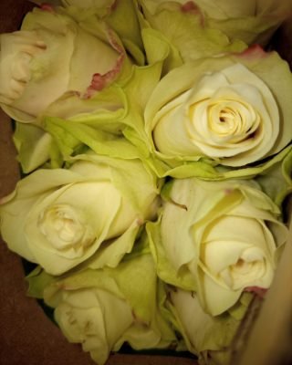 QUINTEX BLOOMS, ROSES QUINTEX BLOOMS, ROSES